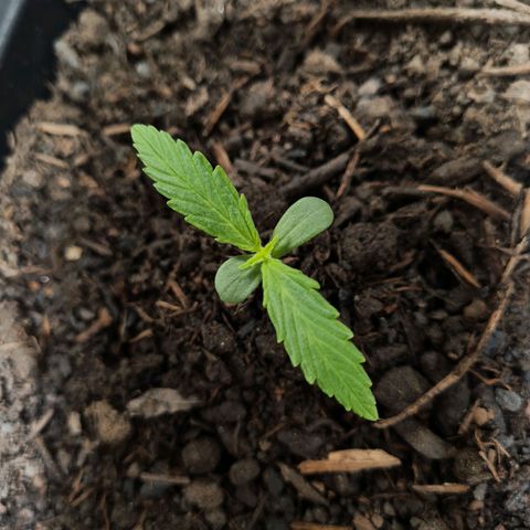 Super Skunk Automatic #3 + #4 growlog timeline photo