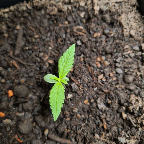 Super Skunk Automatic #3 + #4 growlog timeline photo