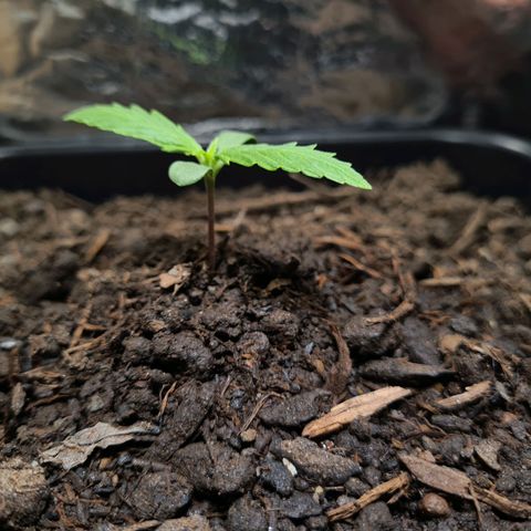 Super Skunk Automatic #3 + #4 growlog timeline photo