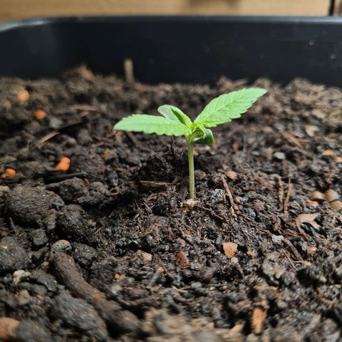 Super Skunk Automatic #3 + #4 growlog timeline photo