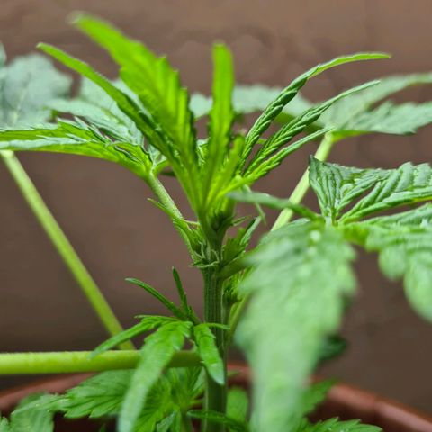 Super Skunk Automatic #1 + #2 growlog timeline photo