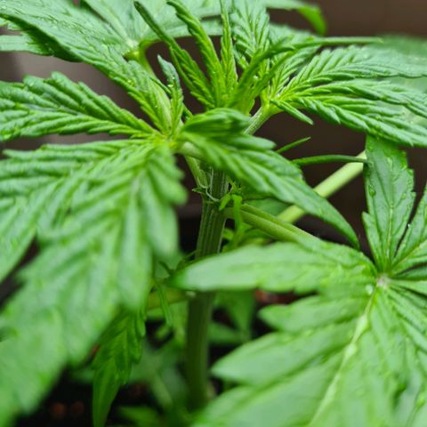 Super Skunk Automatic #1 + #2 growlog timeline photo