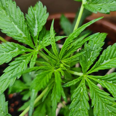 Super Skunk Automatic #1 + #2 growlog timeline photo