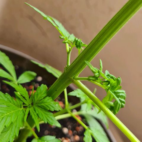 Super Skunk Automatic #1 + #2 growlog timeline photo