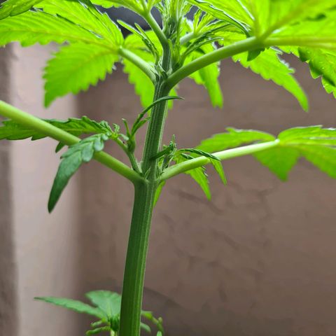 Super Skunk Automatic #1 + #2 growlog timeline photo