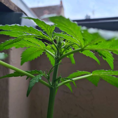 Super Skunk Automatic #1 + #2 growlog timeline photo
