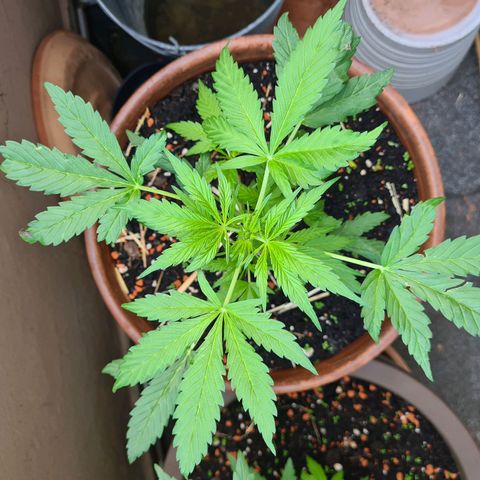 Super Skunk Automatic #1 + #2 growlog photo: 🤔