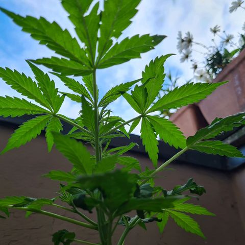 Super Skunk Automatic #1 + #2 growlog photo: 🤔