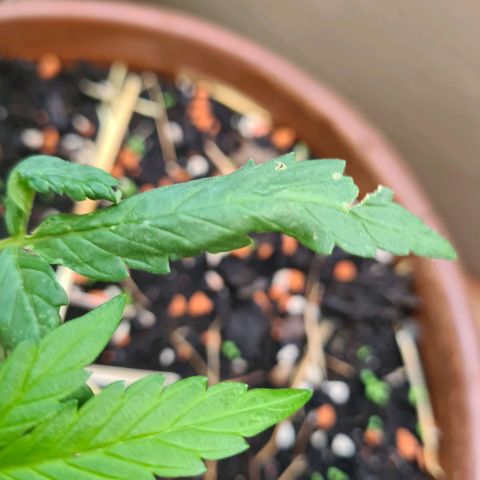 Super Skunk Automatic #1 + #2 growlog photo: 🤔