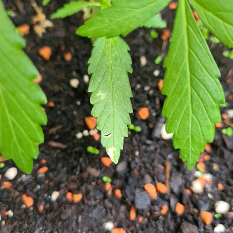 Super Skunk Automatic #1 + #2 growlog photo: 🤔