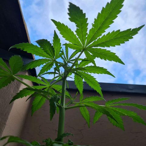 Super Skunk Automatic #1 + #2 growlog photo: 🤔