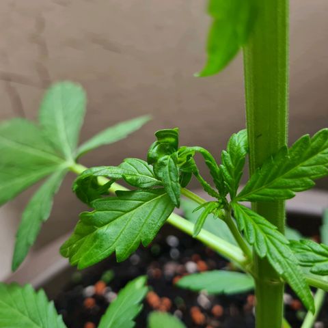 Super Skunk Automatic #1 + #2 growlog photo: 🤔