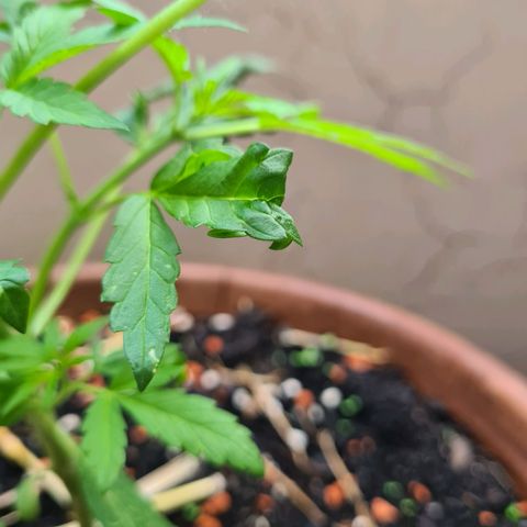 Super Skunk Automatic #1 + #2 growlog photo: 🤔