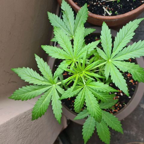 Super Skunk Automatic #1 + #2 growlog photo: 🤔