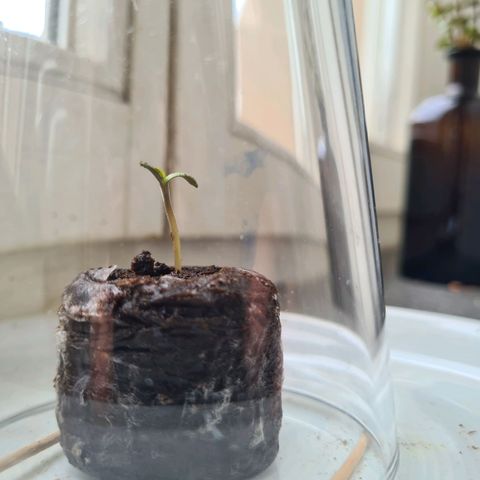 Super Skunk Automatic #1 + #2 growlog timeline photo