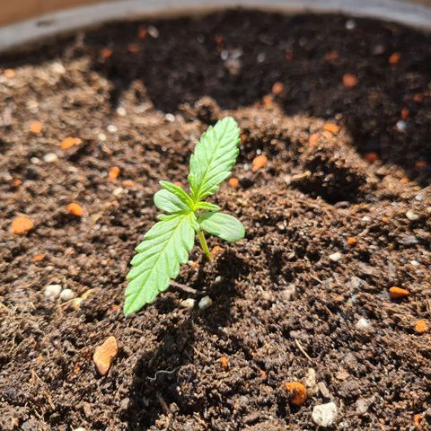 Super Skunk Automatic #1 + #2 growlog timeline photo
