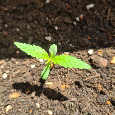 Super Skunk Automatic #1 + #2 growlog timeline photo