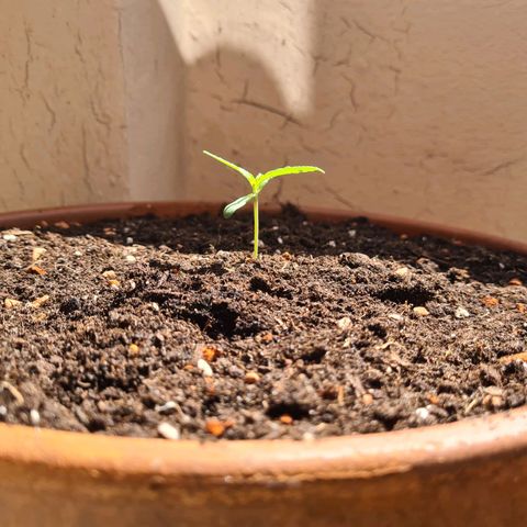 Super Skunk Automatic #1 + #2 growlog timeline photo