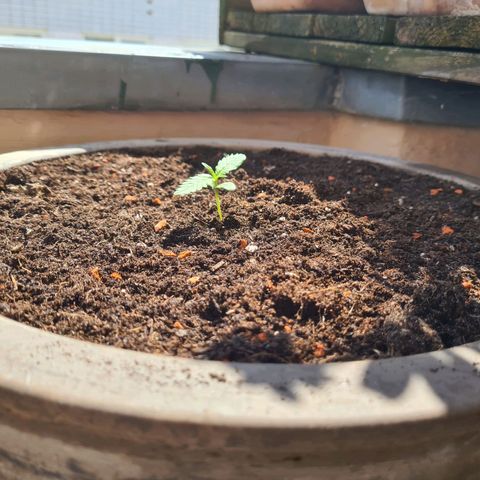 Super Skunk Automatic #1 + #2 growlog timeline photo