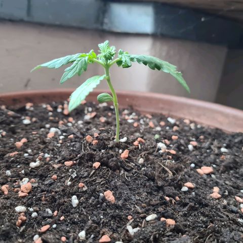 Super Skunk Automatic #1 + #2 growlog timeline photo