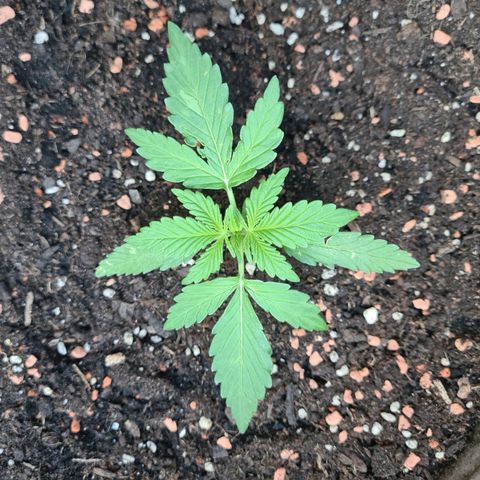 Super Skunk Automatic #1 + #2 growlog timeline photo