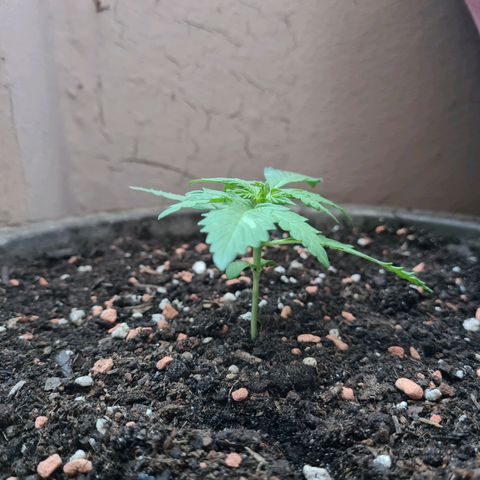 Super Skunk Automatic #1 + #2 growlog timeline photo