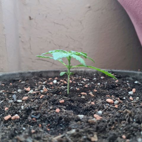 Super Skunk Automatic #1 + #2 growlog timeline photo