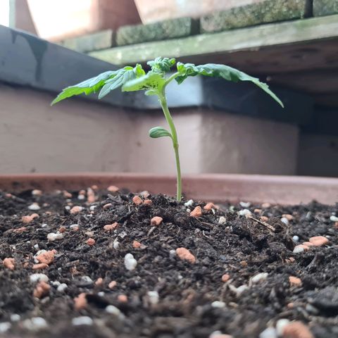 Super Skunk Automatic #1 + #2 growlog timeline photo