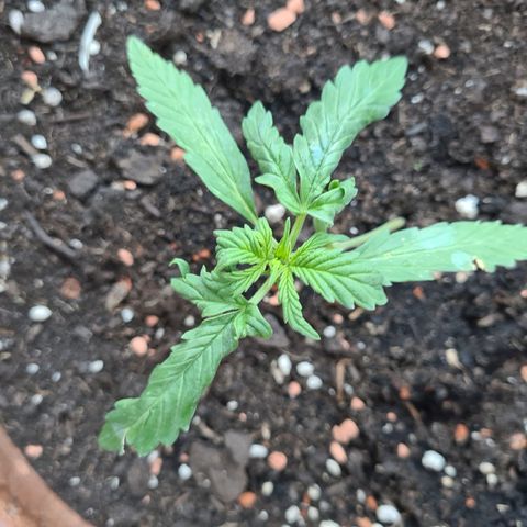 Super Skunk Automatic #1 + #2 growlog timeline photo
