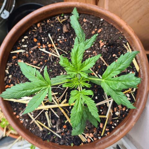 Super Skunk Automatic #1 + #2 growlog timeline photo