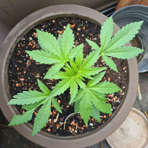 Super Skunk Automatic #1 + #2 growlog timeline photo