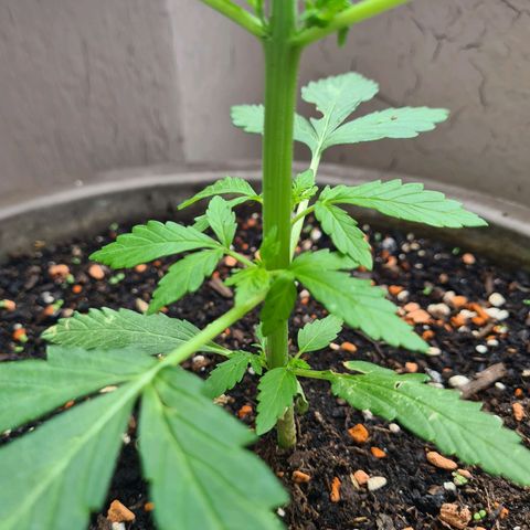 Super Skunk Automatic #1 + #2 growlog timeline photo