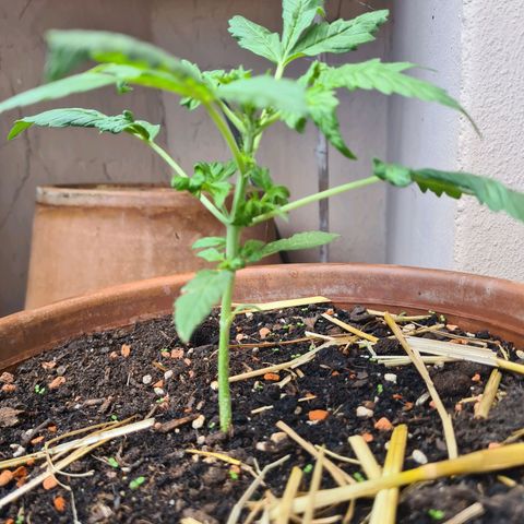 Super Skunk Automatic #1 + #2 growlog timeline photo