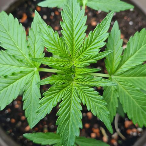 Super Skunk Automatic #1 + #2 growlog timeline photo