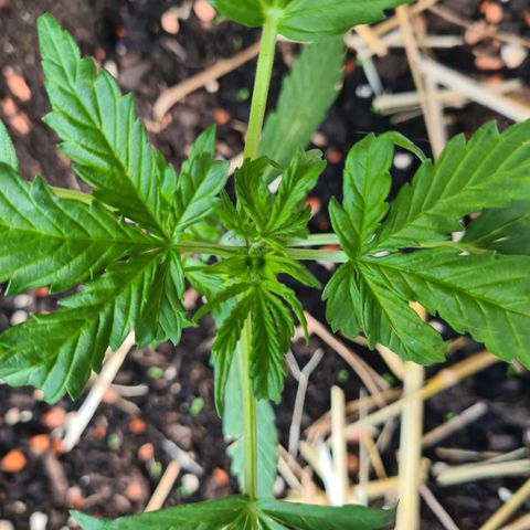 Super Skunk Automatic #1 + #2 growlog timeline photo