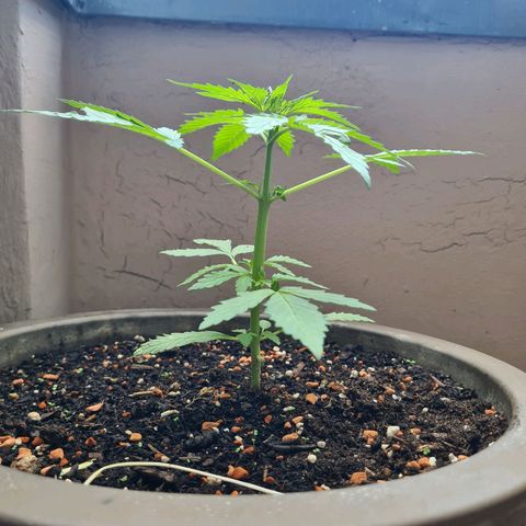 Super Skunk Automatic #1 + #2 growlog timeline photo