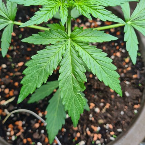 Super Skunk Automatic #1 + #2 growlog timeline photo