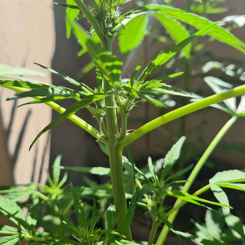 Super Skunk Automatic #1 + #2 growlog timeline photo