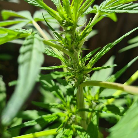 Super Skunk Automatic #1 + #2 growlog timeline photo