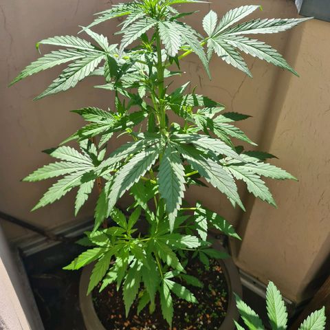 Super Skunk Automatic #1 + #2 growlog timeline photo