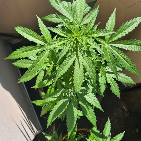 Super Skunk Automatic #1 + #2 growlog timeline photo