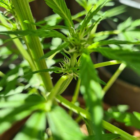 Super Skunk Automatic #1 + #2 growlog timeline photo