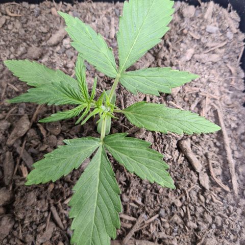 Super Skunk Automatic #3 + #4 growlog timeline photo