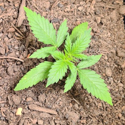 Super Skunk Automatic #3 + #4 growlog timeline photo