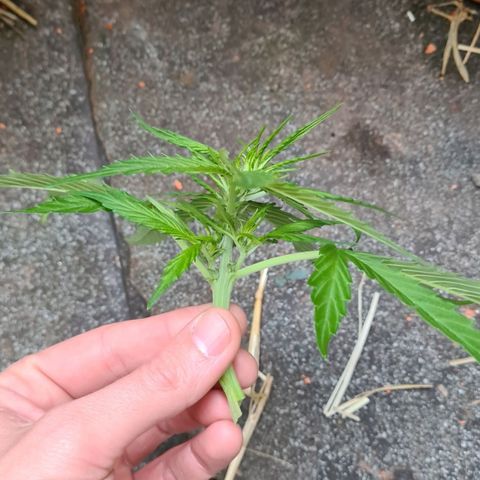 Super Skunk Automatic #1 + #2 growlog timeline photo