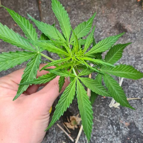Super Skunk Automatic #1 + #2 growlog timeline photo