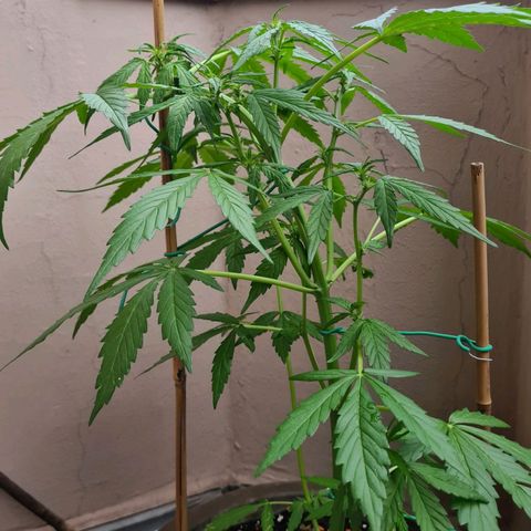 Super Skunk Automatic #1 + #2 growlog timeline photo