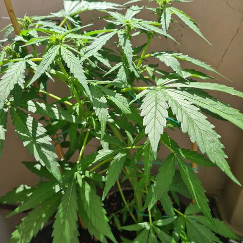 Super Skunk Automatic #1 + #2 growlog timeline photo