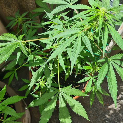 Super Skunk Automatic #1 + #2 growlog timeline photo