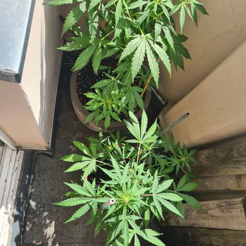 Super Skunk Automatic #1 + #2 growlog timeline photo